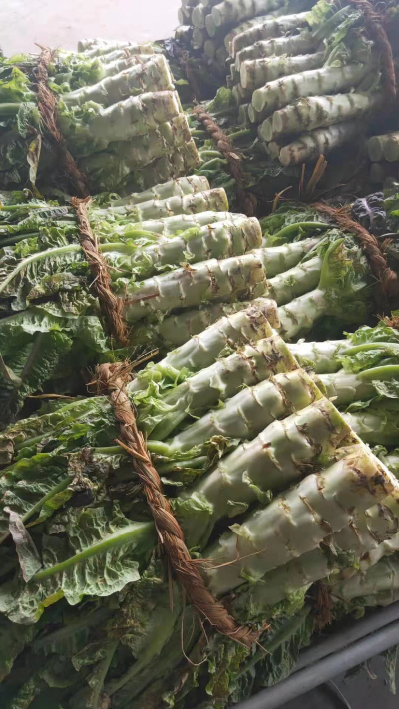 红叶香莴笋大量上市啦质量佳口感好