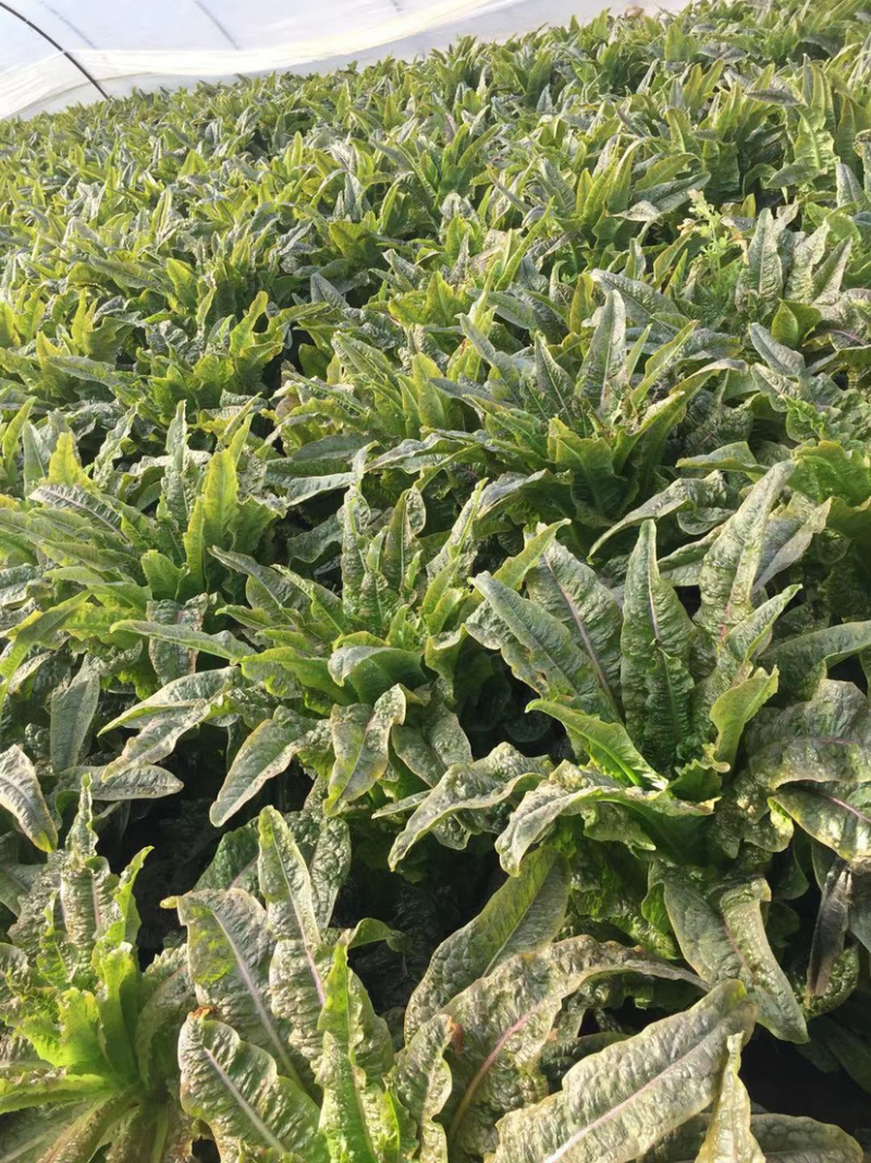红叶香莴笋大量上市啦质量佳口感好