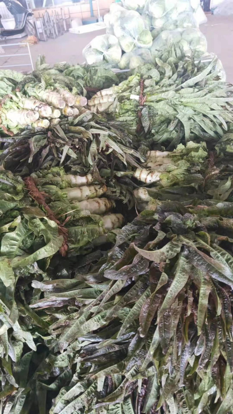 红叶香莴笋大量上市啦质量佳口感好