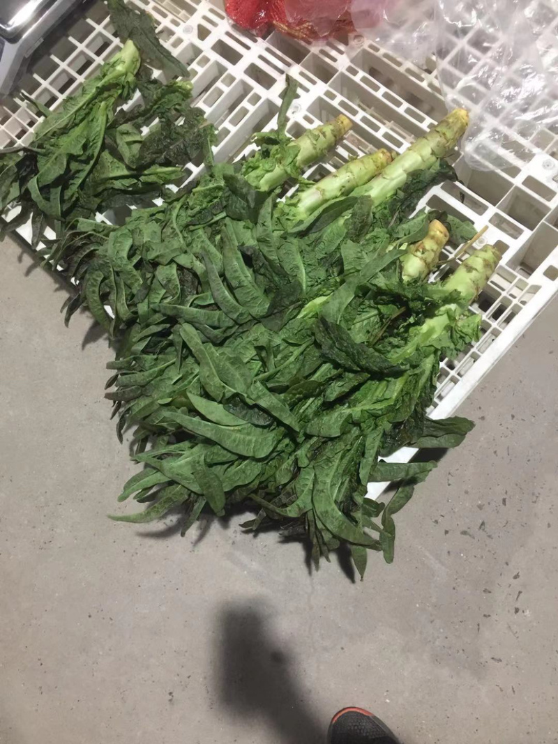 产地直发大棚红叶香莴笋根根，漂亮