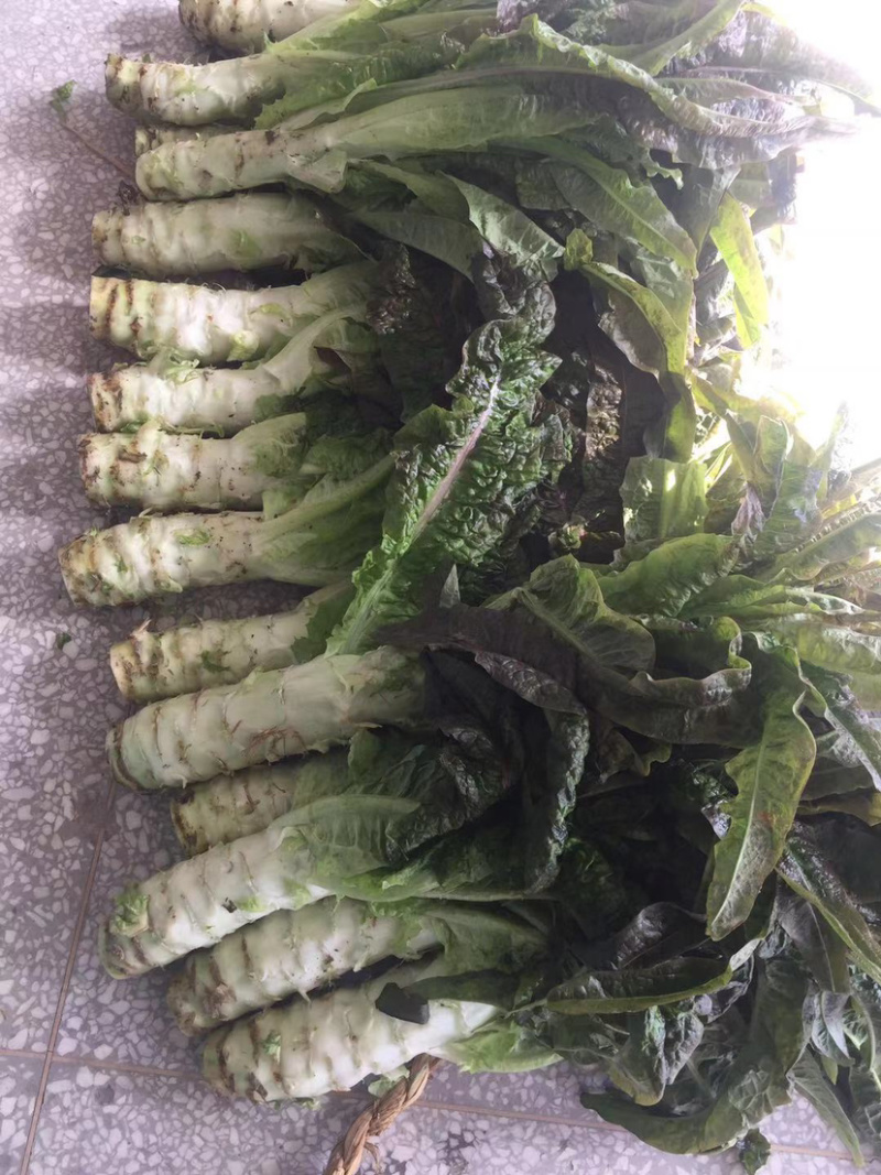 产地直发大棚红叶香莴笋根根，漂亮