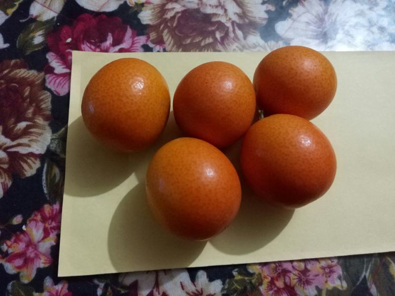 阳朔县金桔之乡恒彩专业合作社