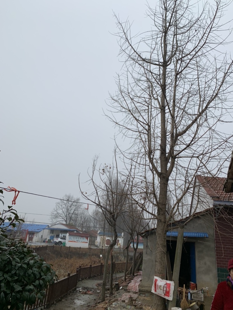 天师洞前的银杏，一棵银杏展现了它的独特与坚韧！