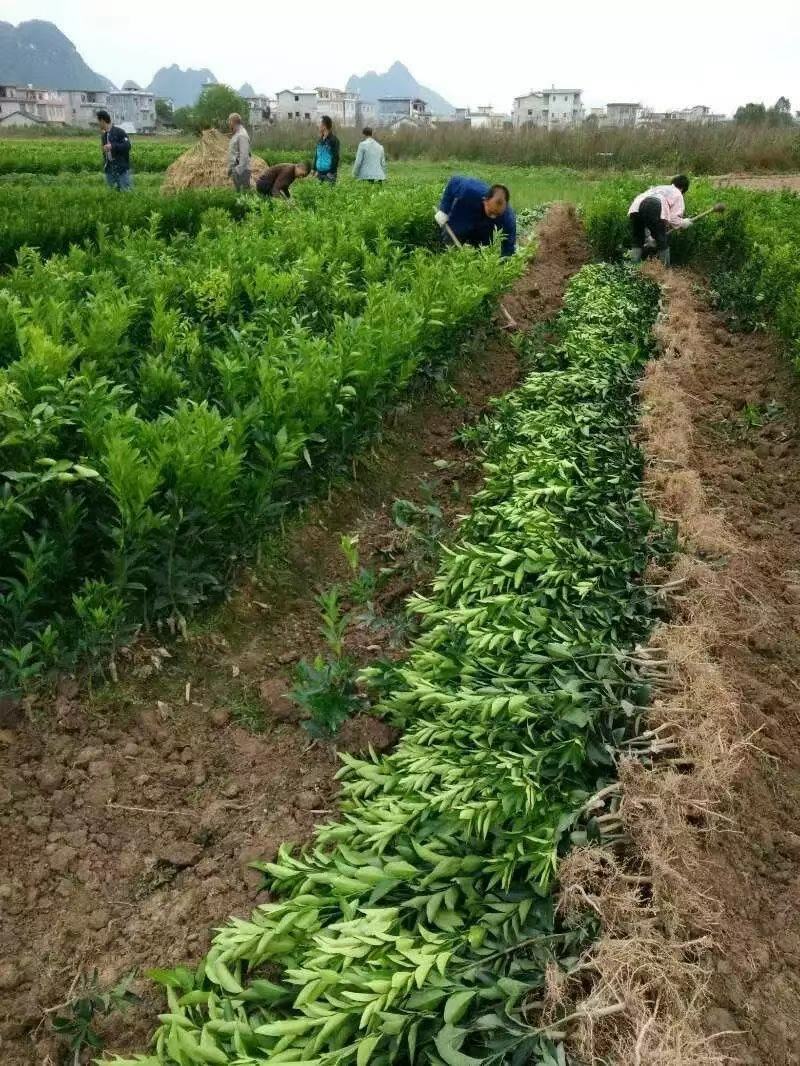 正宗脆皮金桔苗（可带果发货）包成活包邮量大从优