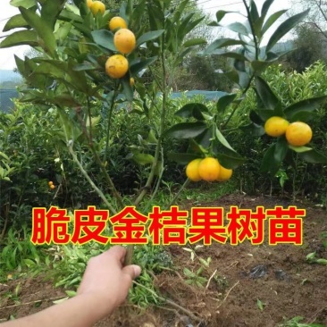 正宗脆皮金桔苗（可带果发货）包成活包邮量大从优