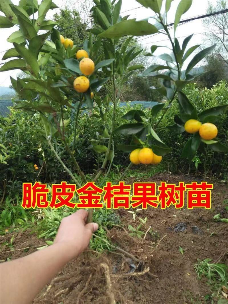 正宗脆皮金桔苗（可带果发货）包成活包邮量大从优