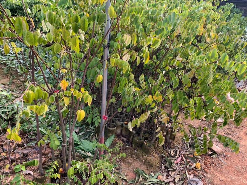 四季甜杨桃树苗纯甜无酸味品种丰产适合阳台庭院种植
