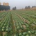 福建包菜甘蓝手撕包菜中甘甘蓝扁包圆包菜产地发货，一手货源