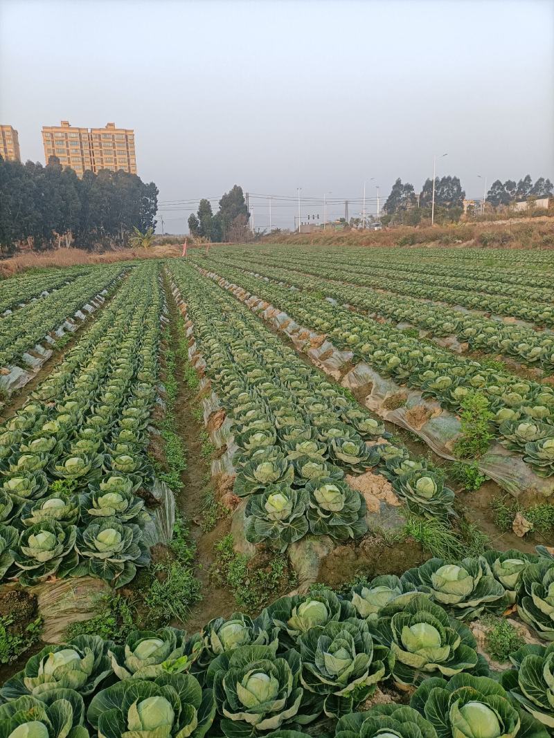 福建包菜甘蓝手撕包菜中甘甘蓝扁包圆包菜产地发货，一手货源