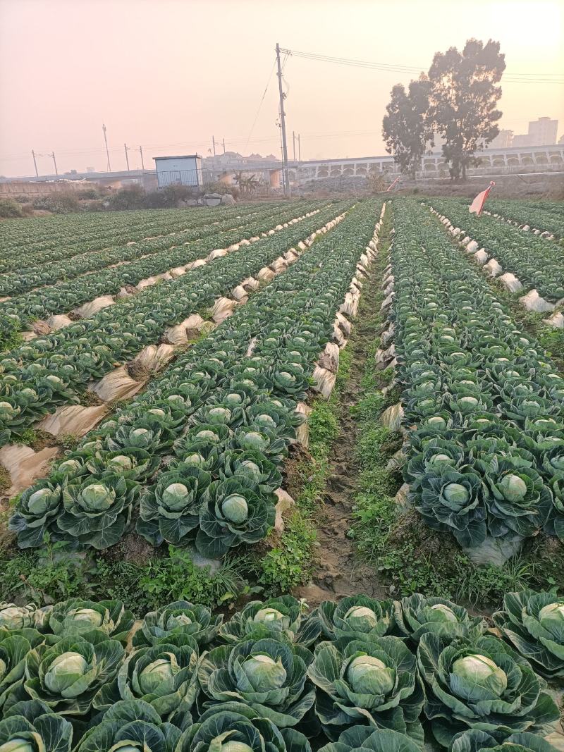 福建包菜甘蓝手撕包菜中甘甘蓝扁包圆包菜产地发货，一手货源