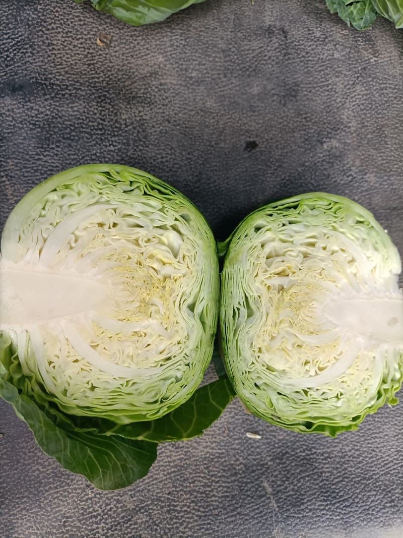 福建包菜甘蓝手撕包菜中甘甘蓝扁包圆包菜产地发货，一手货源