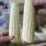冷库口感香甜，储存新鲜，颗粒饱满，粘玉米
