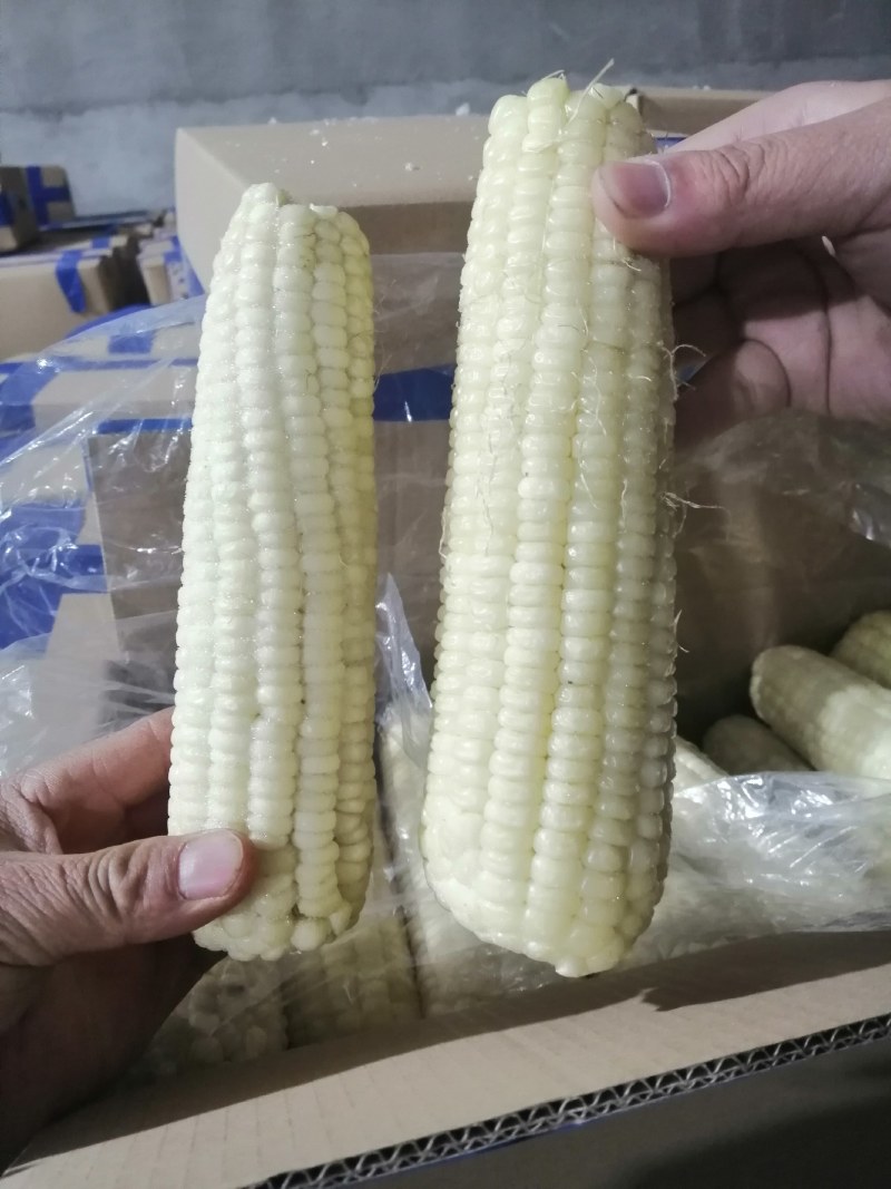 冷库口感香甜，储存新鲜，颗粒饱满，粘玉米