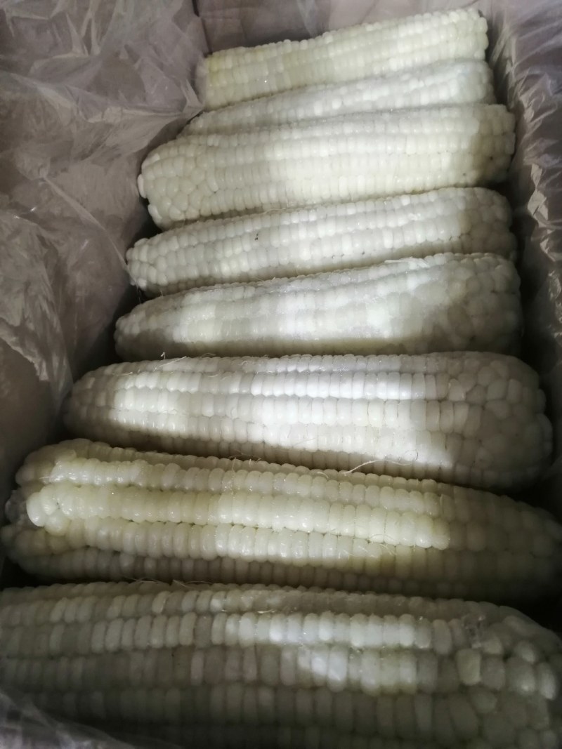 冷库口感香甜，储存新鲜，颗粒饱满，粘玉米