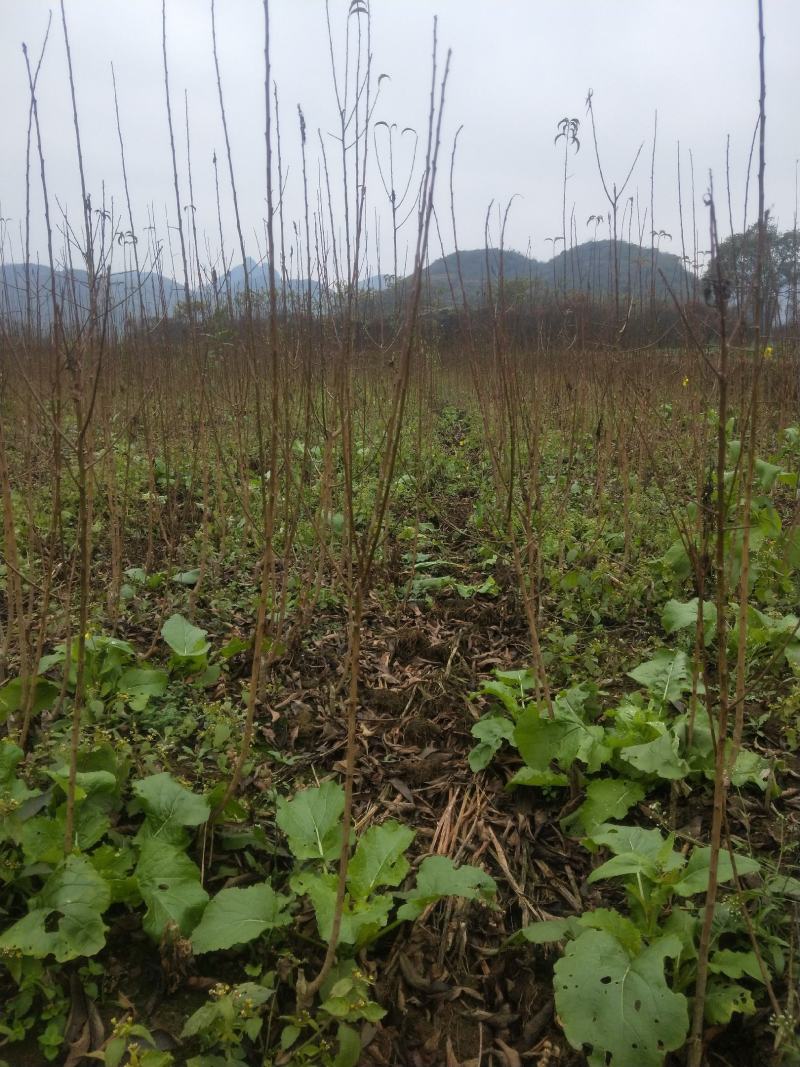 蜂糖李苗，价格实惠，规格齐全，货源充足，基地直供，欢迎批发