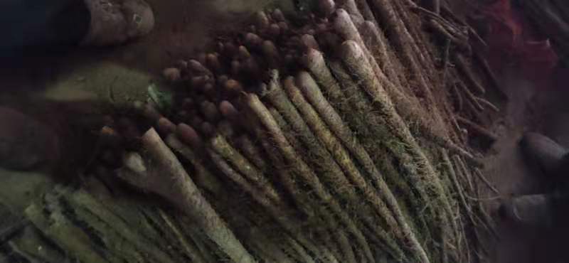 正宗的铁棍山药，大疙瘩有四万多斤货，也红皮山药，条型漂亮