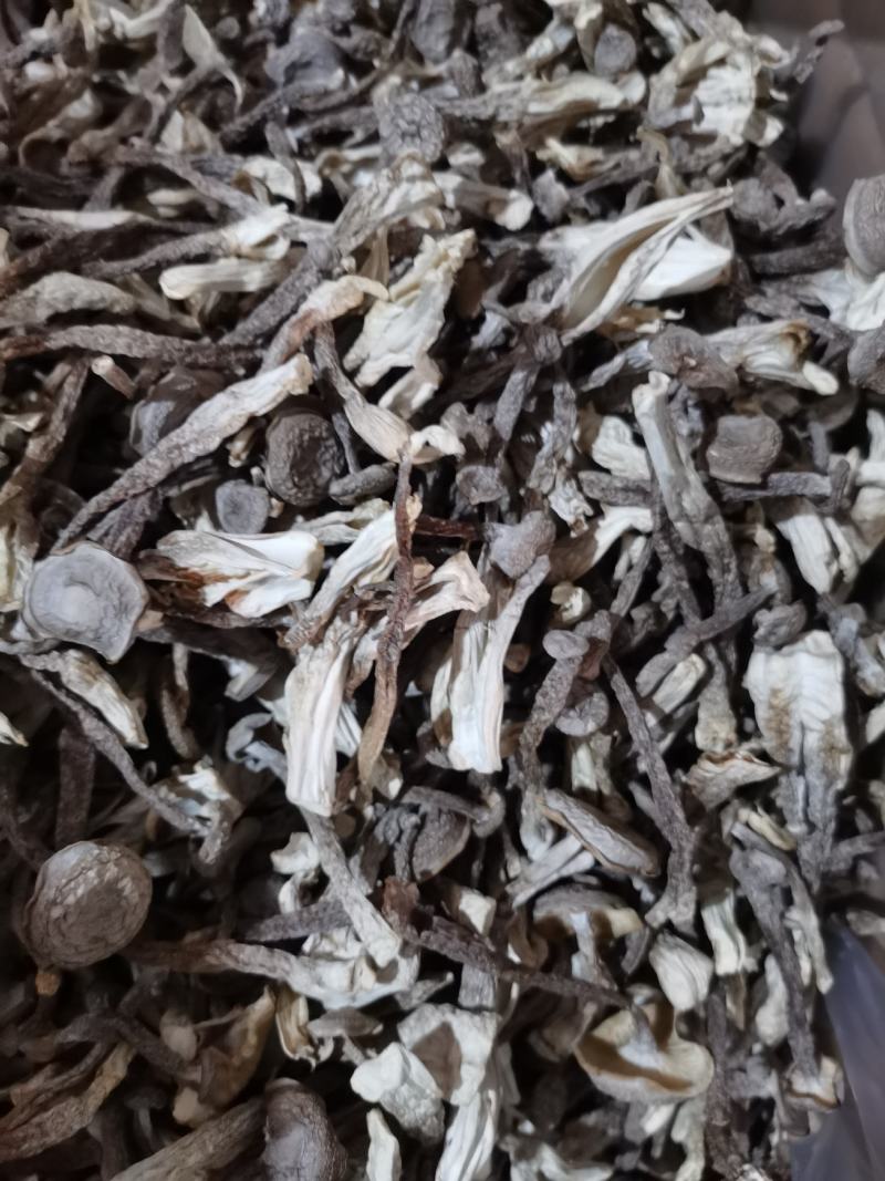 【优质】古田鹿茸菇大量批发，欢迎广大老板们来店选购