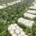 本地大量黄心大白菜，产地直发，货源充足，诚信经营欢迎采购
