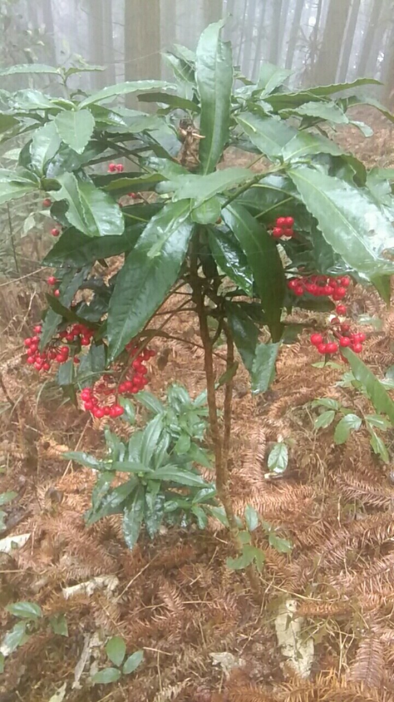 朱砂根，有三个品种