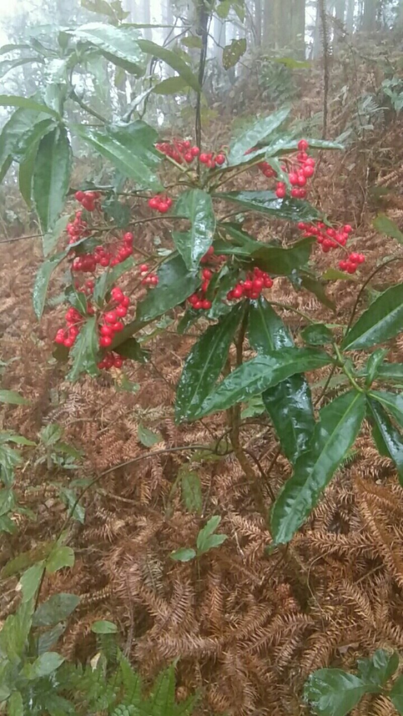 朱砂根，有三个品种