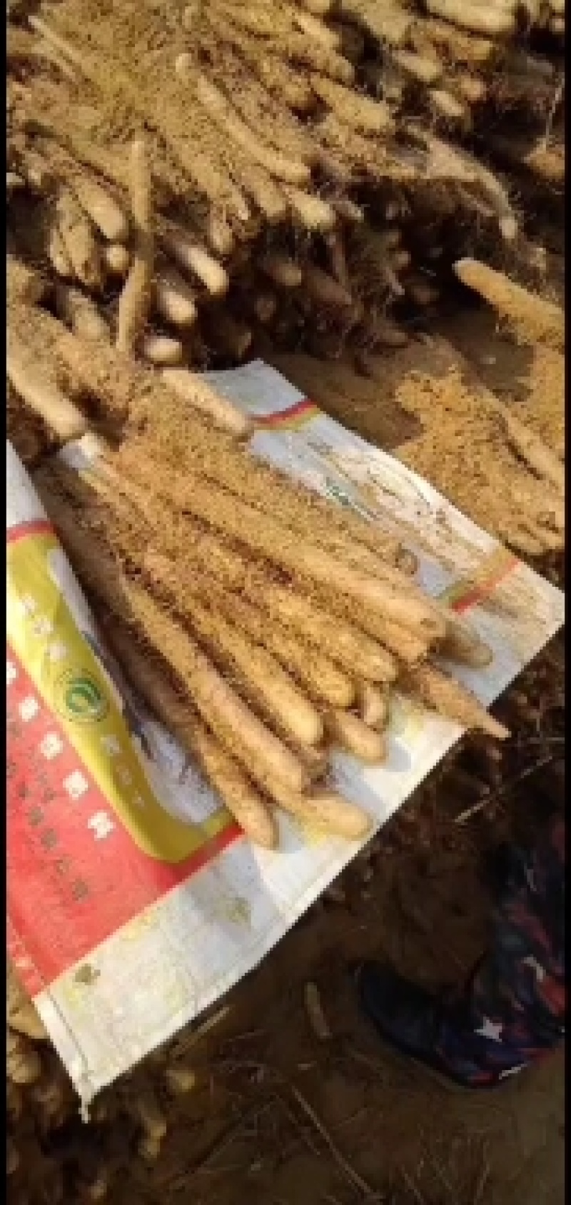 【实力商家】河北蠡县麻山药山药生产基地，量大代发全国！