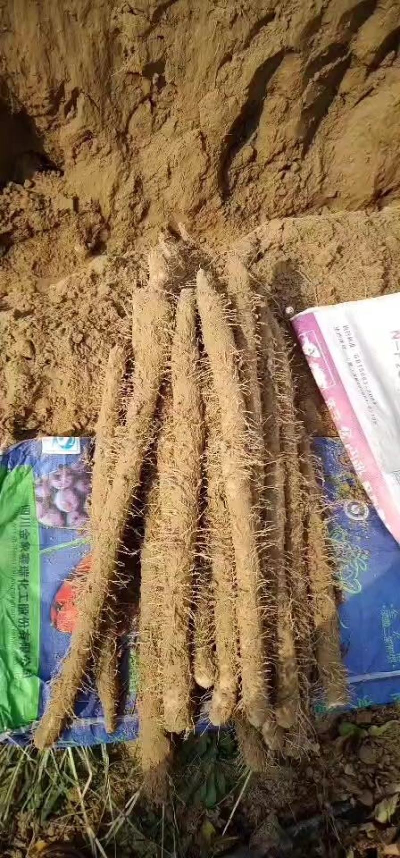 【实力商家】河北蠡县麻山药山药生产基地，量大代发全国！