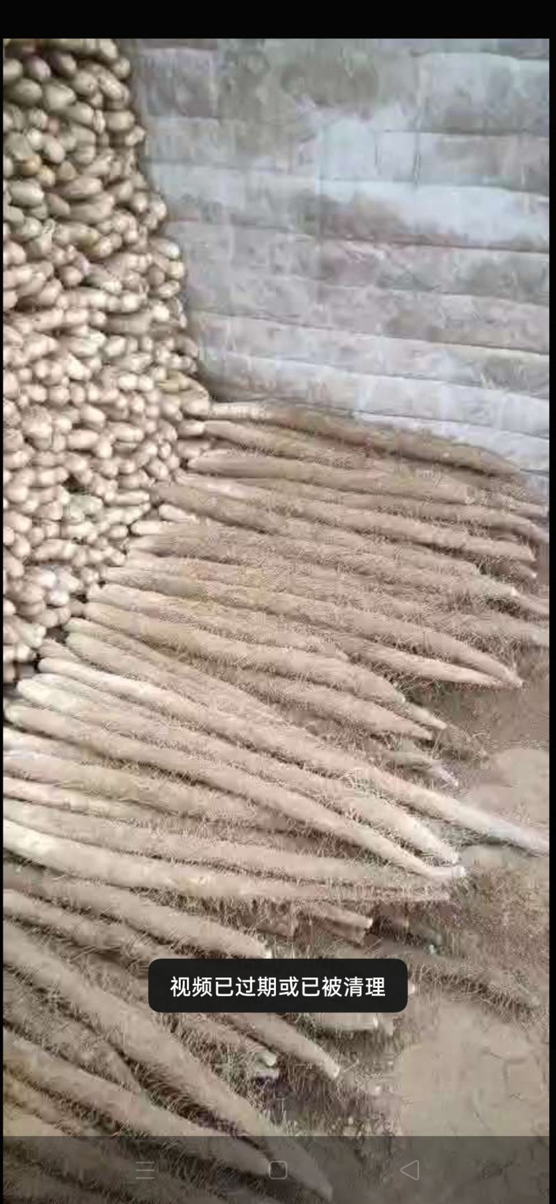 【实力商家】河北蠡县麻山药山药生产基地，量大代发全国！