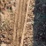 【实力商家】河北蠡县麻山药山药生产基地，量大代发全国！