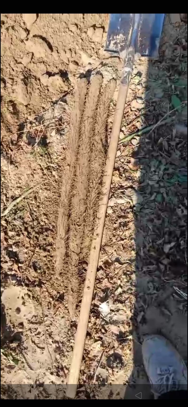 【实力商家】河北蠡县麻山药山药生产基地，量大代发全国！