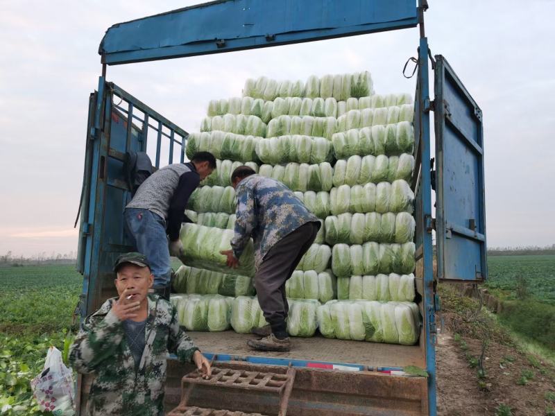 百亩大白菜发往各大市场欢迎全国各地老板前来采购