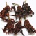 干玉兰花干花肾兰花茶特级白玉兰花茶广西横县特产