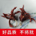干玉兰花干花肾兰花茶特级白玉兰花茶广西横县特产