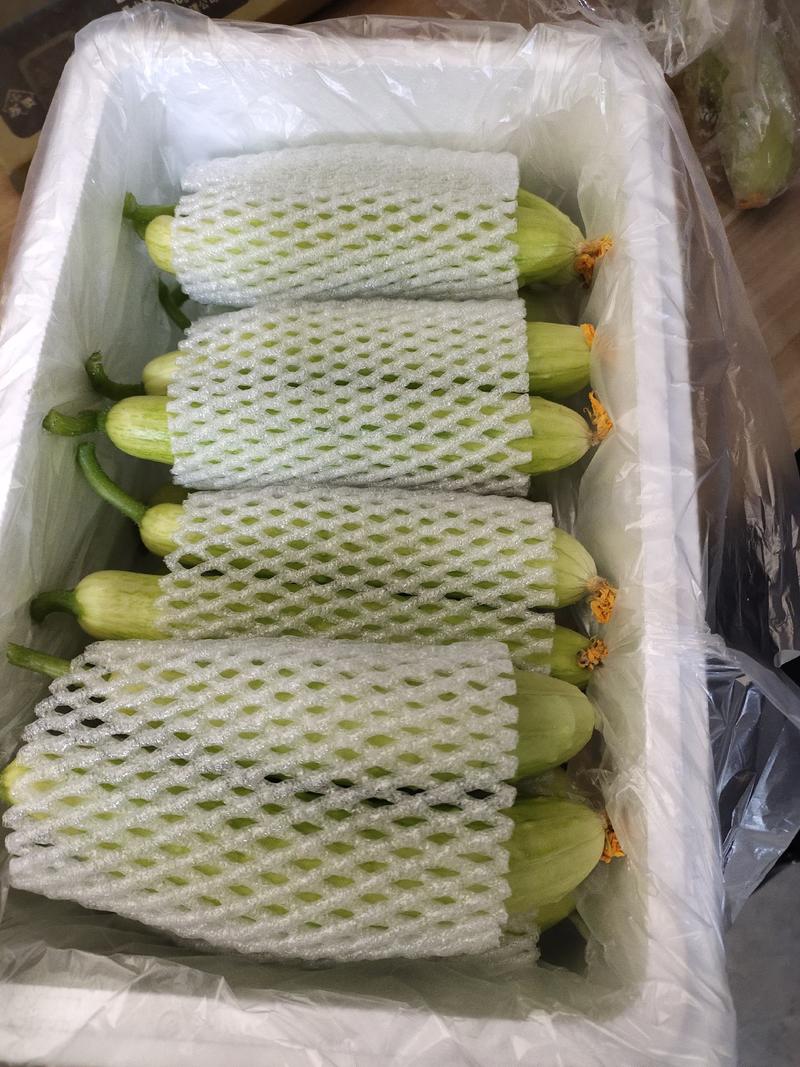 山东海阳白玉黄瓜一件代发常年供货