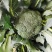 【商超批发市场商超供应】炎秀耐寒优秀西兰花有机花菜