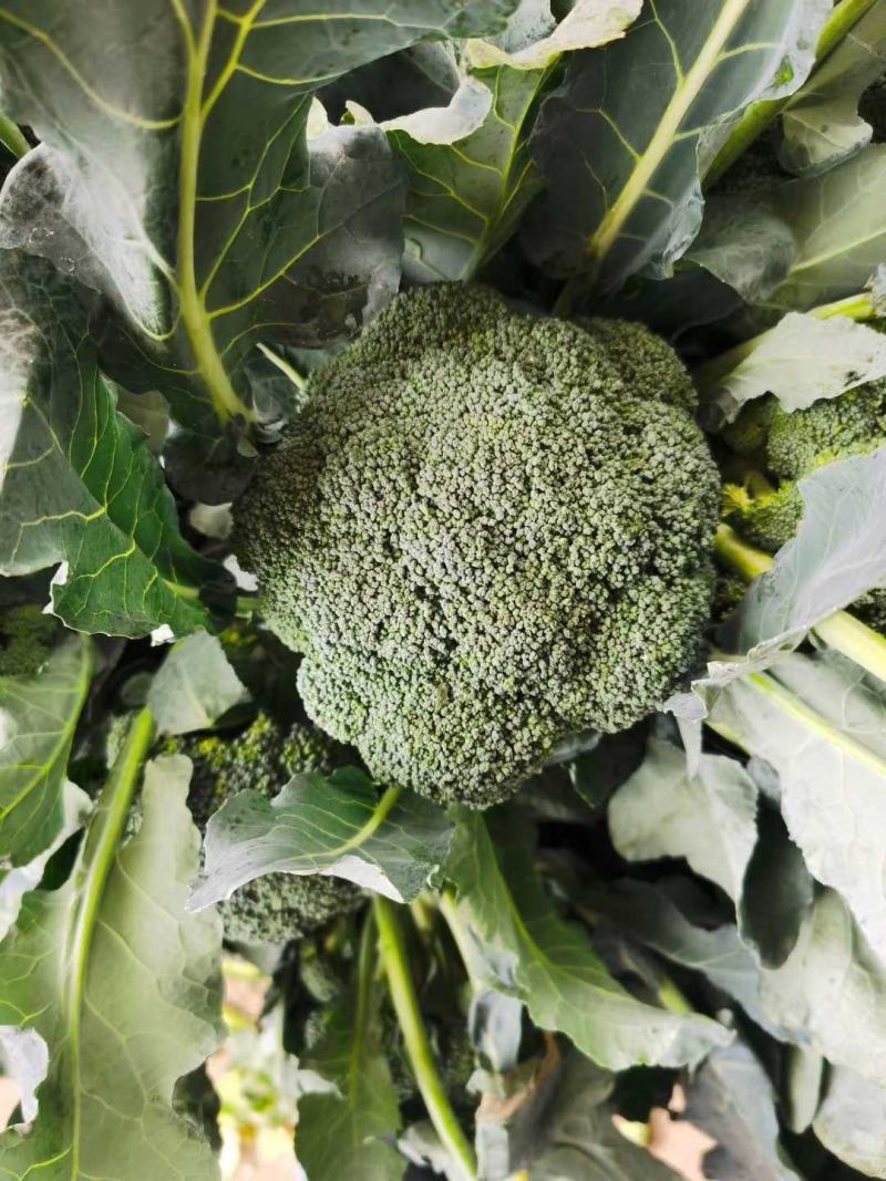 【商超批发市场商超供应】炎秀耐寒优秀西兰花有机花菜