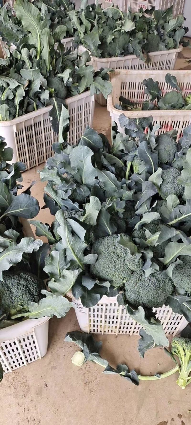 【商超批发市场商超供应】炎秀耐寒优秀西兰花有机花菜