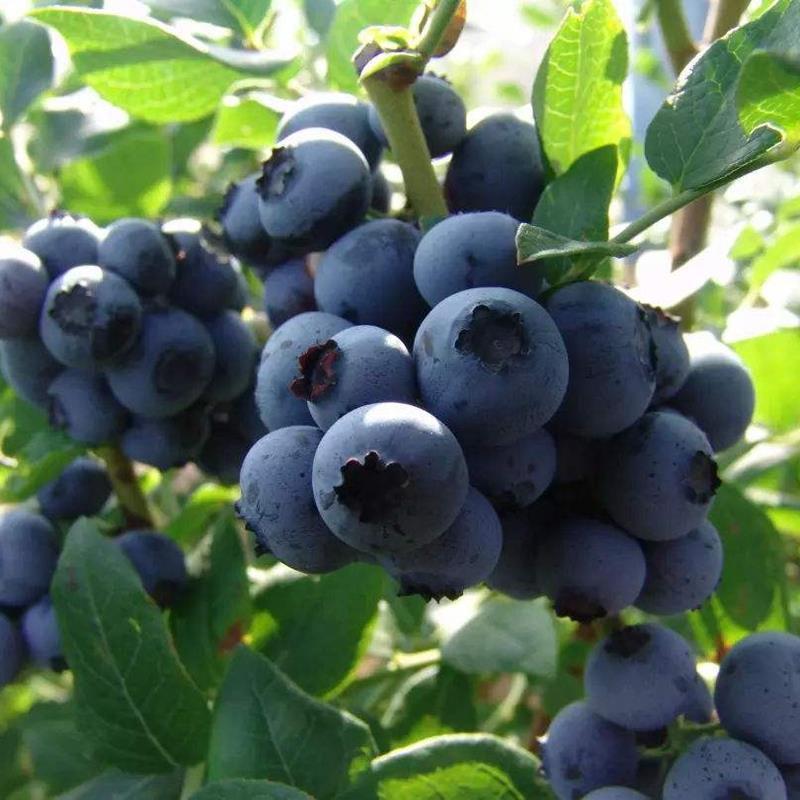 蓝莓苗蓝丰薄雾莱克西绿宝石等新品种耐寒品种带花苞带土发货