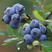 蓝莓苗蓝丰薄雾莱克西绿宝石等新品种耐寒品种带花苞带土发货