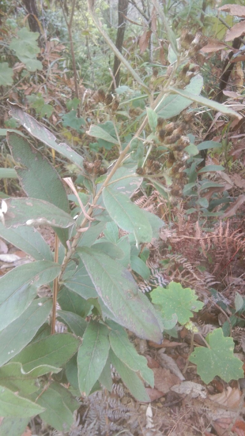 羊耳菊，白牛胆，白面风，叶下白有需要朋友请下单。