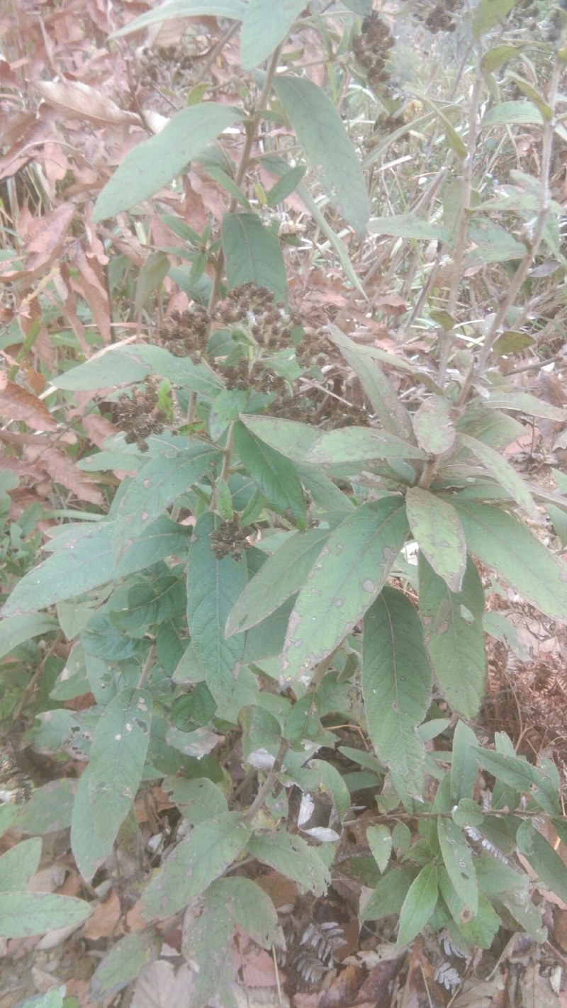 羊耳菊，白牛胆，白面风，叶下白有需要朋友请下单。