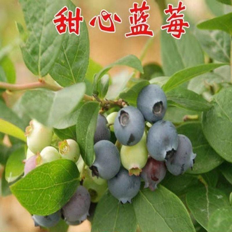 甜心蓝莓树苗新品种兔眼蓝莓苗盆栽地栽南北方种植当年结果
