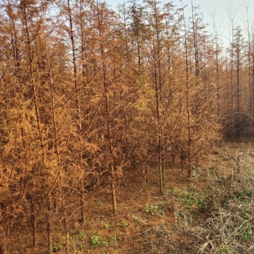 水杉，杉树，梳子杉，国家一级，保护植物，