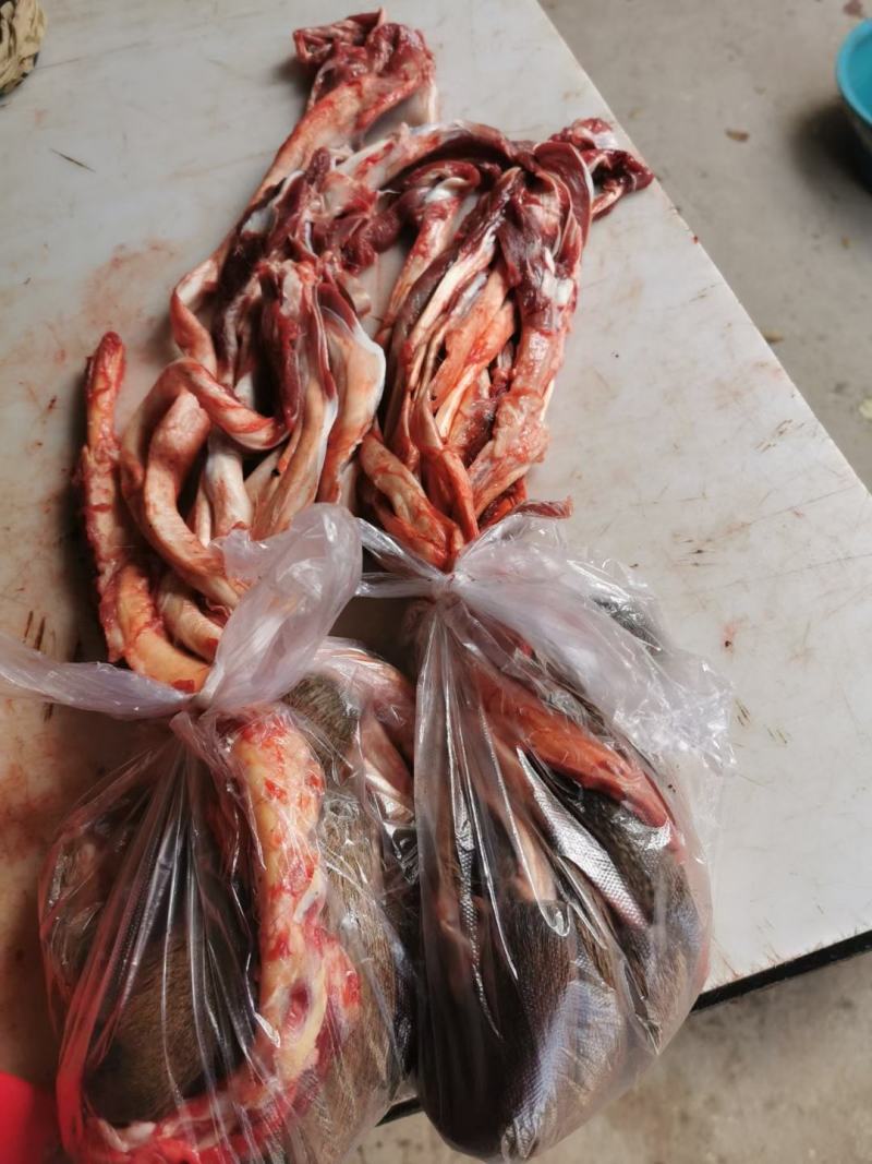 老御头正宗新鲜梅花鹿筋.鲜鹿肉鹿排骨顺丰空运48小时到货