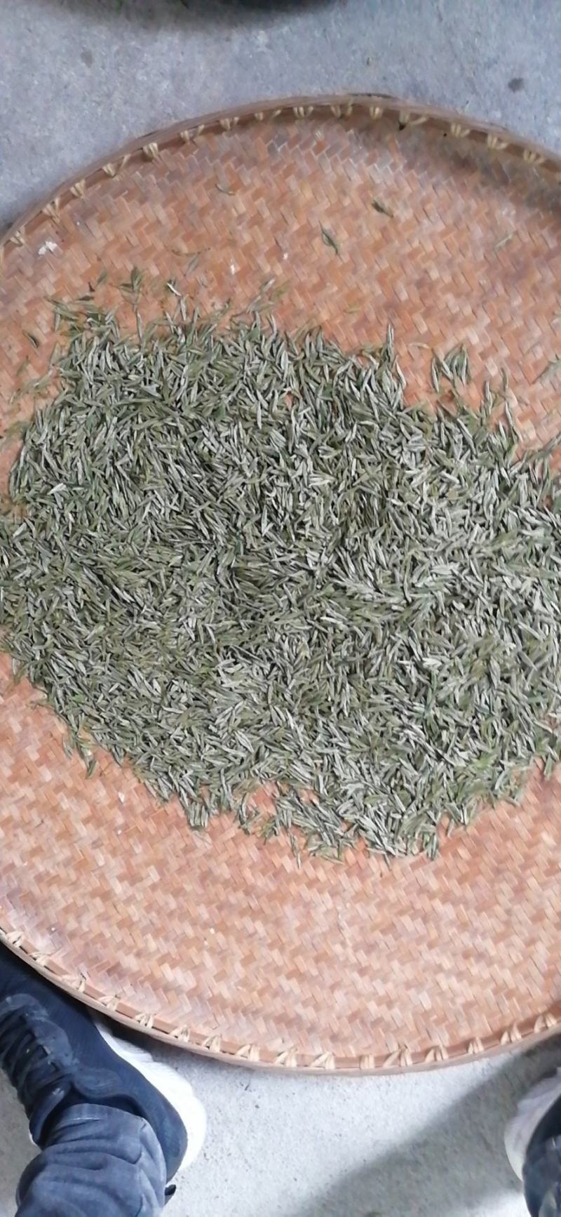 高山绿茶叶野兰香，，，，