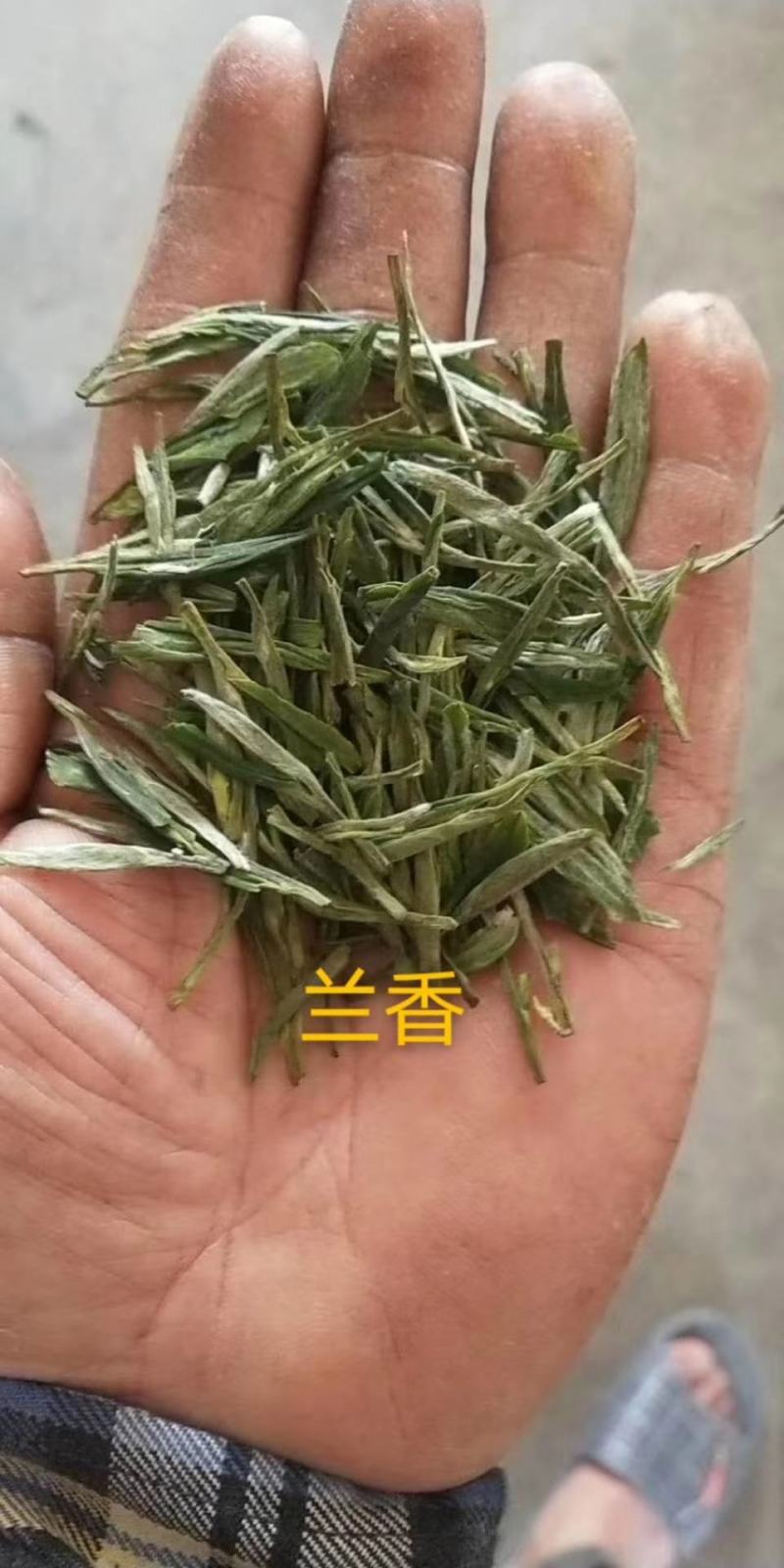 高山绿茶叶野兰香，，，，