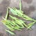 高山绿茶叶野兰香，，，，