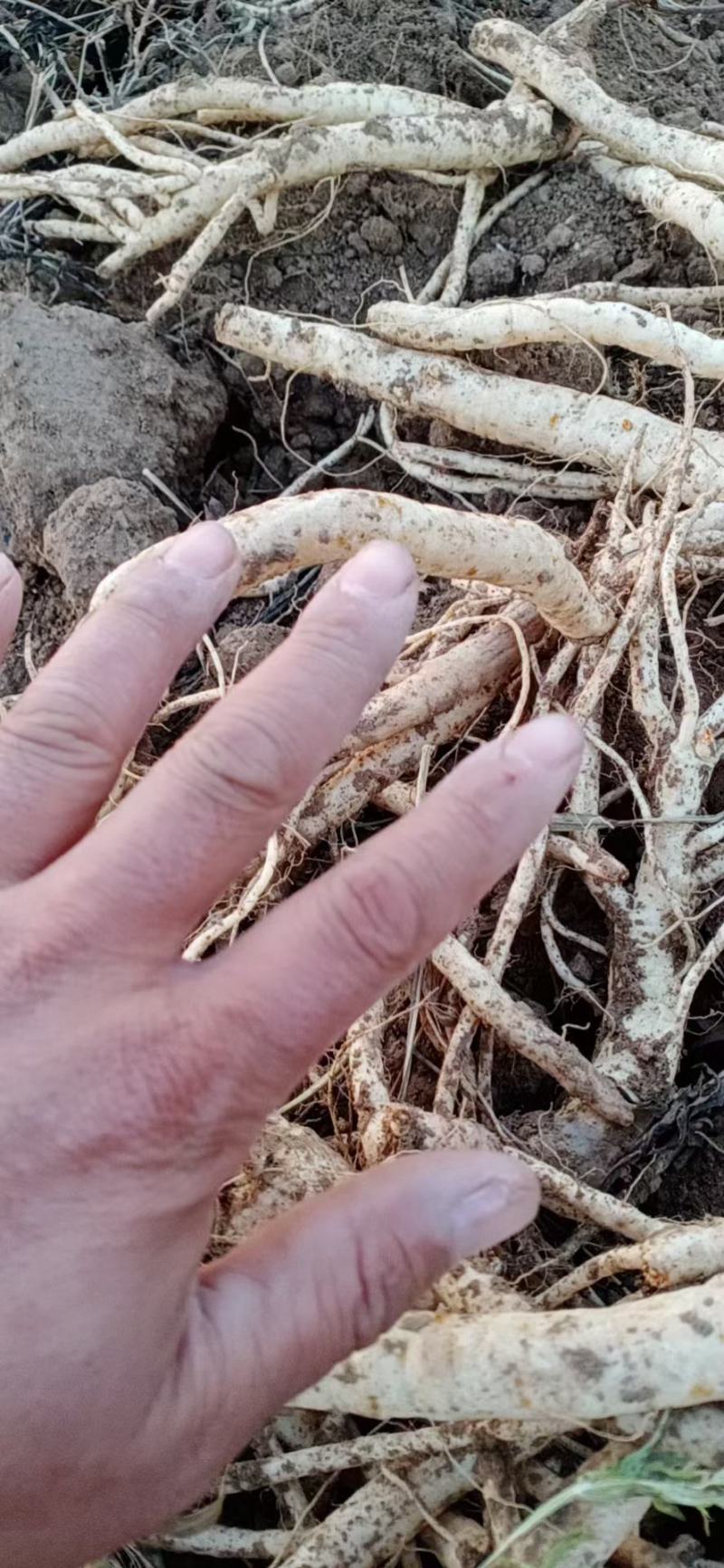 鲜防风段货现货河南禹州