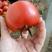 山东硬粉西红柿【热卖中】，产地直发，一手货源