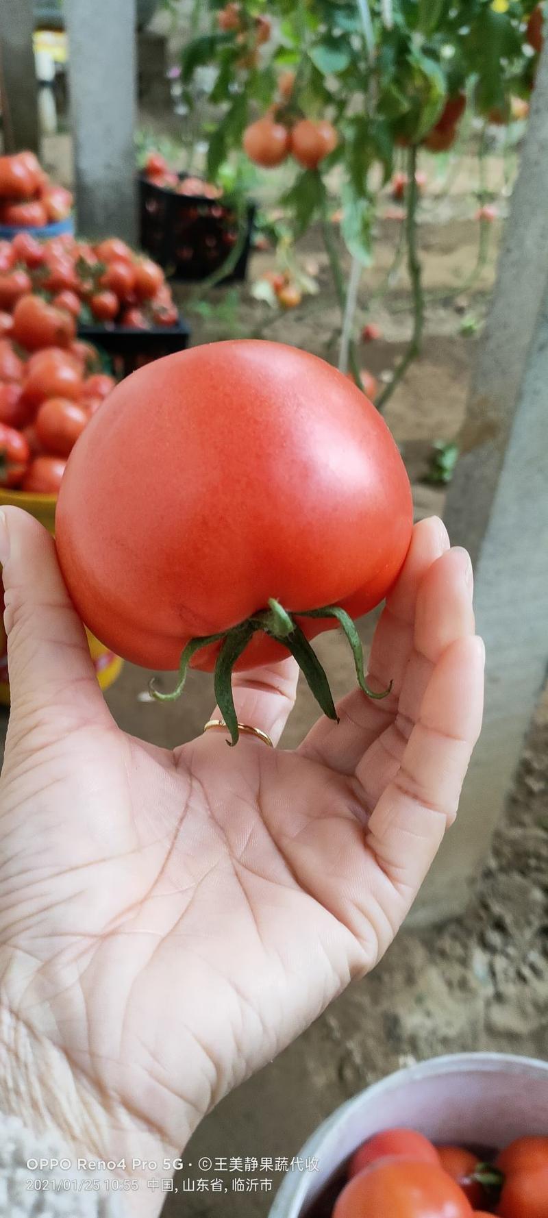 山东硬粉西红柿【热卖中】，产地直发，一手货源