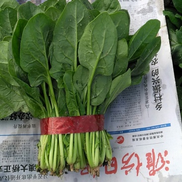 产地供应大量优质大叶菠菜